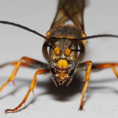 Sceliphron formosum (Formosum mud-dauber) at Evatt, ACT - 18 Dec 2017 by TimL