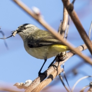 Acanthiza chrysorrhoa at Kingston, ACT - 19 Jul 2019