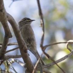 Caligavis chrysops (Yellow-faced Honeyeater) at Fyshwick, ACT - 19 Jul 2019 by Alison Milton