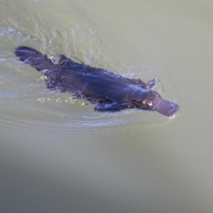 Ornithorhynchus anatinus at Campbell, ACT - 19 Jul 2019