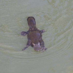 Ornithorhynchus anatinus at Campbell, ACT - 19 Jul 2019