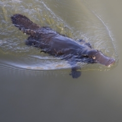 Ornithorhynchus anatinus at Campbell, ACT - 19 Jul 2019