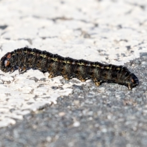 Apina callisto at Campbell, ACT - 19 Jul 2019 01:33 PM