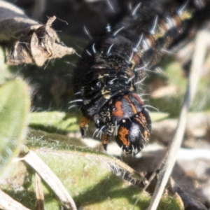 Apina callisto at Campbell, ACT - 19 Jul 2019 01:33 PM