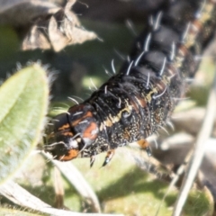 Apina callisto at Campbell, ACT - 19 Jul 2019 01:33 PM