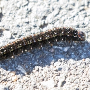 Apina callisto at Campbell, ACT - 19 Jul 2019 01:33 PM