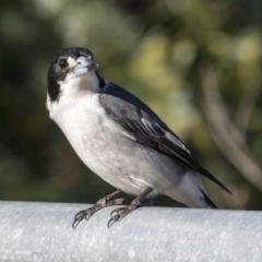 Cracticus torquatus at Campbell, ACT - 19 Jul 2019 01:40 PM