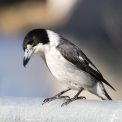 Cracticus torquatus at Campbell, ACT - 19 Jul 2019