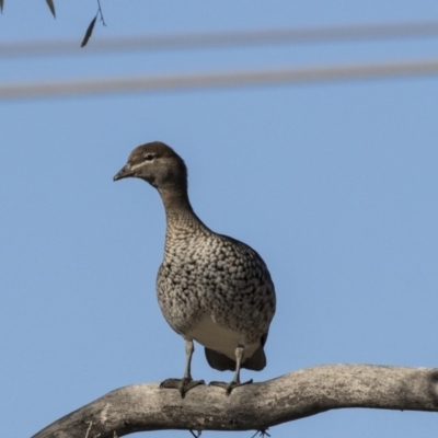 Chenonetta jubata (Australian Wood Duck) at Kingston, ACT - 18 Jul 2019 by AlisonMilton