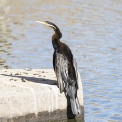 Anhinga novaehollandiae (Australasian Darter) at Central Molonglo - 19 Jul 2019 by Alison Milton