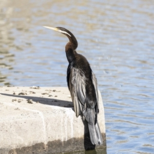 Anhinga novaehollandiae at Fyshwick, ACT - 19 Jul 2019 01:48 PM