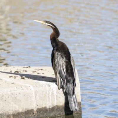 Anhinga novaehollandiae (Australasian Darter) at Fyshwick, ACT - 19 Jul 2019 by Alison Milton