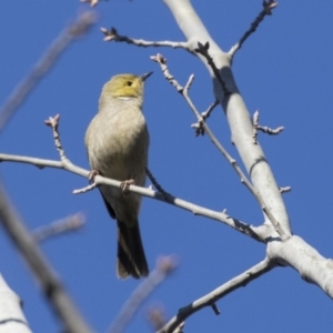 Ptilotula penicillata at Pialligo, ACT - 19 Jul 2019