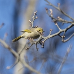 Ptilotula penicillata at Pialligo, ACT - 19 Jul 2019 02:04 PM