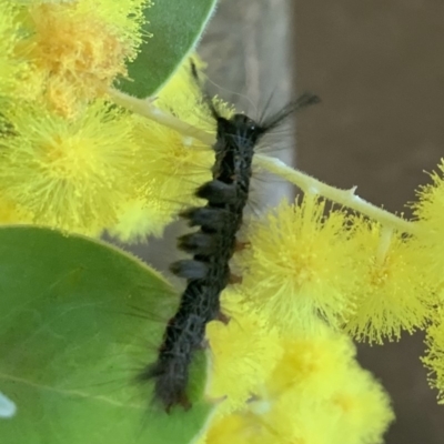 Orgyia anartoides (Painted Apple Moth) at Reid, ACT - 18 Jul 2019 by JanetRussell