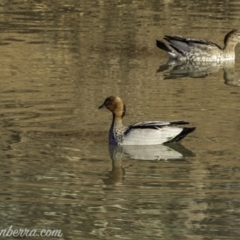 Chenonetta jubata (Australian Wood Duck) at Jerrabomberra, ACT - 14 Jul 2019 by JonSteinbeck