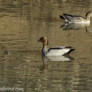 Chenonetta jubata at Jerrabomberra, ACT - 14 Jul 2019