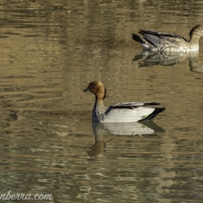 Chenonetta jubata (Australian Wood Duck) at Jerrabomberra, ACT - 14 Jul 2019 by JonSteinbeck