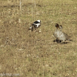 Chenonetta jubata at Jerrabomberra, ACT - 14 Jul 2019