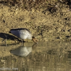 Chenonetta jubata at Jerrabomberra, ACT - 14 Jul 2019