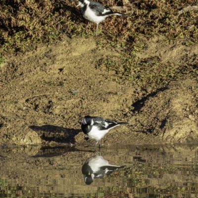 Grallina cyanoleuca (Magpie-lark) at Symonston, ACT - 14 Jul 2019 by BIrdsinCanberra