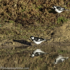 Grallina cyanoleuca at Symonston, ACT - 14 Jul 2019 08:14 AM