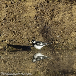 Grallina cyanoleuca at Symonston, ACT - 14 Jul 2019