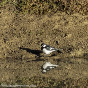 Grallina cyanoleuca at Symonston, ACT - 14 Jul 2019