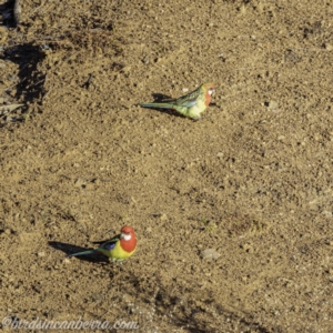 Platycercus eximius at Symonston, ACT - 14 Jul 2019