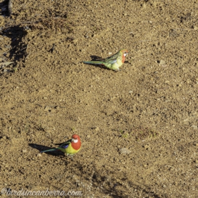 Platycercus eximius (Eastern Rosella) at Symonston, ACT - 13 Jul 2019 by BIrdsinCanberra