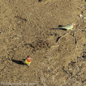 Platycercus eximius at Symonston, ACT - 14 Jul 2019