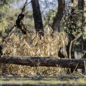 Zanda funerea at Symonston, ACT - 14 Jul 2019