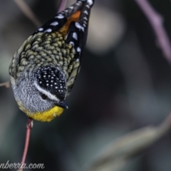 Pardalotus punctatus (Spotted Pardalote) at Deakin, ACT - 14 Jul 2019 by BIrdsinCanberra