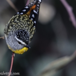 Pardalotus punctatus at Deakin, ACT - 15 Jul 2019