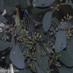 Pardalotus punctatus at Deakin, ACT - 15 Jul 2019