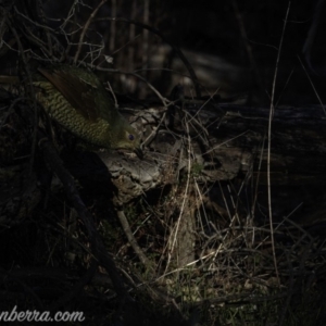 Ptilonorhynchus violaceus at Hughes, ACT - 15 Jul 2019