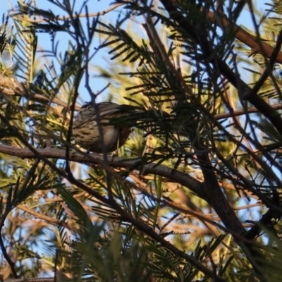 Pyrrholaemus sagittatus (Speckled Warbler) at Hughes, ACT - 18 Jul 2019 by JackyF