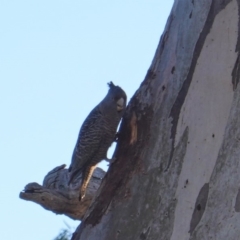 Callocephalon fimbriatum (Gang-gang Cockatoo) at GG229 - 19 Jul 2019 by JackyF