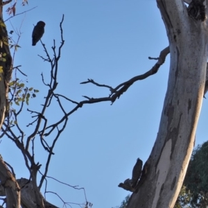 Callocephalon fimbriatum at Hughes, ACT - 19 Jul 2019