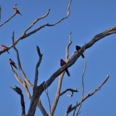 Platycercus elegans (Crimson Rosella) at Deakin, ACT - 18 Jul 2019 by JackyF