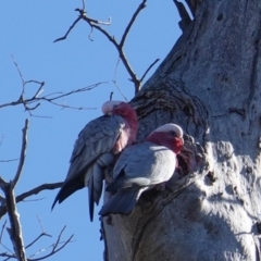 Eolophus roseicapilla (Galah) at Symonston, ACT - 18 Jul 2019 by JackyF