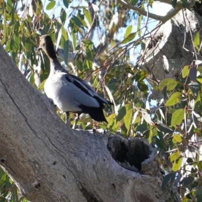 Chenonetta jubata (Australian Wood Duck) at Symonston, ACT - 17 Jul 2019 by JackyF