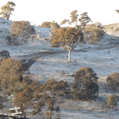 Eucalyptus melliodora (Yellow Box) at Rob Roy Range - 13 Jul 2016 by MichaelBedingfield