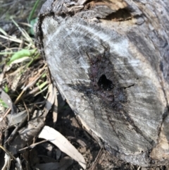 Tetragonula carbonaria (Stingless bee) at Doonan, QLD - 20 Jul 2019 by JBudgie