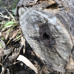 Tetragonula carbonaria (Stingless bee) at Doonan, QLD - 19 Jul 2019 by JBudgie