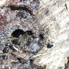 Tetragonula carbonaria at Doonan, QLD - suppressed