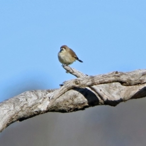 Aphelocephala leucopsis at Tharwa, ACT - 19 Jul 2019