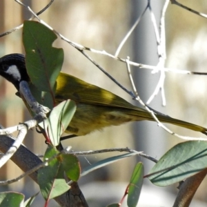 Nesoptilotis leucotis at Tennent, ACT - 19 Jul 2019