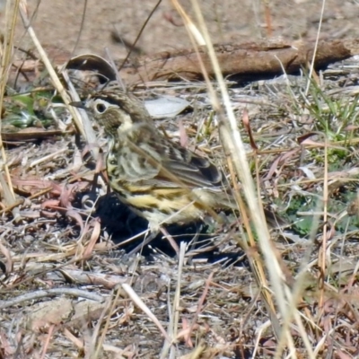 Pyrrholaemus sagittatus (Speckled Warbler) at Paddys River, ACT - 19 Jul 2019 by RodDeb