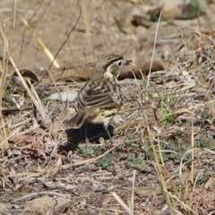 Pyrrholaemus sagittatus at Paddys River, ACT - 19 Jul 2019